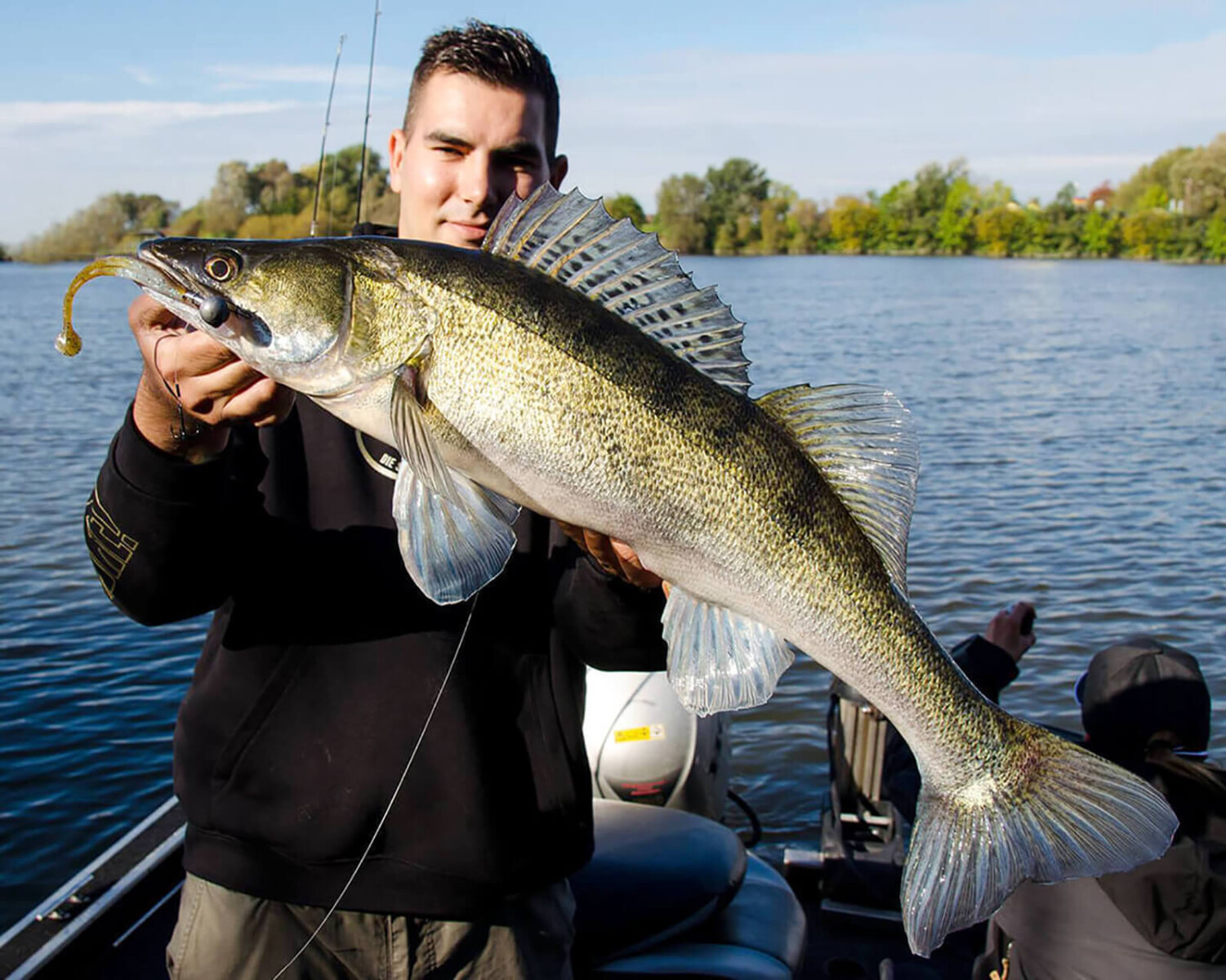 Bass Assassin 5 Sea Shad (13 cm) Gummifisch CAMOTackle Shop