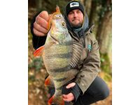 4" Hog Impact