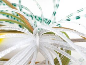 NORIES Crystal S Shallow Roll Spinnerbait