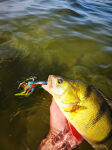 14g Project Z ChatterBait