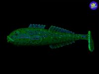 4" Goby Goby - Motoroil Pepper