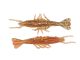3&quot; Scented ShrimpZ - New Penny