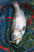 Flashback Mini ChatterBait