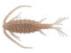 4&quot; C-Pod Creature - Shrimp