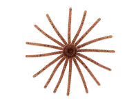 3&quot; reins Radial Skirt (74 mm) - Miso Shrimp