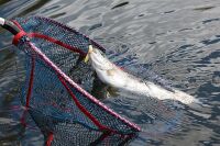 1.75&quot; Micro TRD