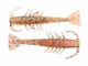 2.5&quot; Salty Ned ShrimpZ - New Penny