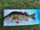 CAMO Lures fish measuring tool 65 cm x 20 cm with stop