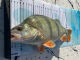 CAMO Lures Fisch-Maßband 65 cm x 20 cm mit Anschlag