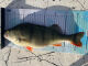 CAMO Lures Fisch-Ma&szlig;band 65 cm x 20 cm mit Anschlag