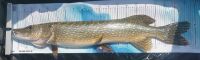 CAMO Lures Fisch-Ma&szlig;band 145 cm x 30 cm mit Anschlag