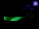 2&quot; Guppy GrubZ - Bumblebee