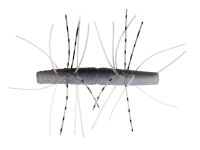 2.75&quot; Fuzzy TRD - Electric Shad