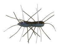 1.75&quot; Fuzzy BugZ - The Deal