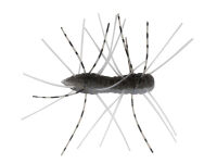 1.75&quot; Fuzzy BugZ - Electric Shad