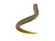 5" Pro Senko (Yamamoto Baits)
