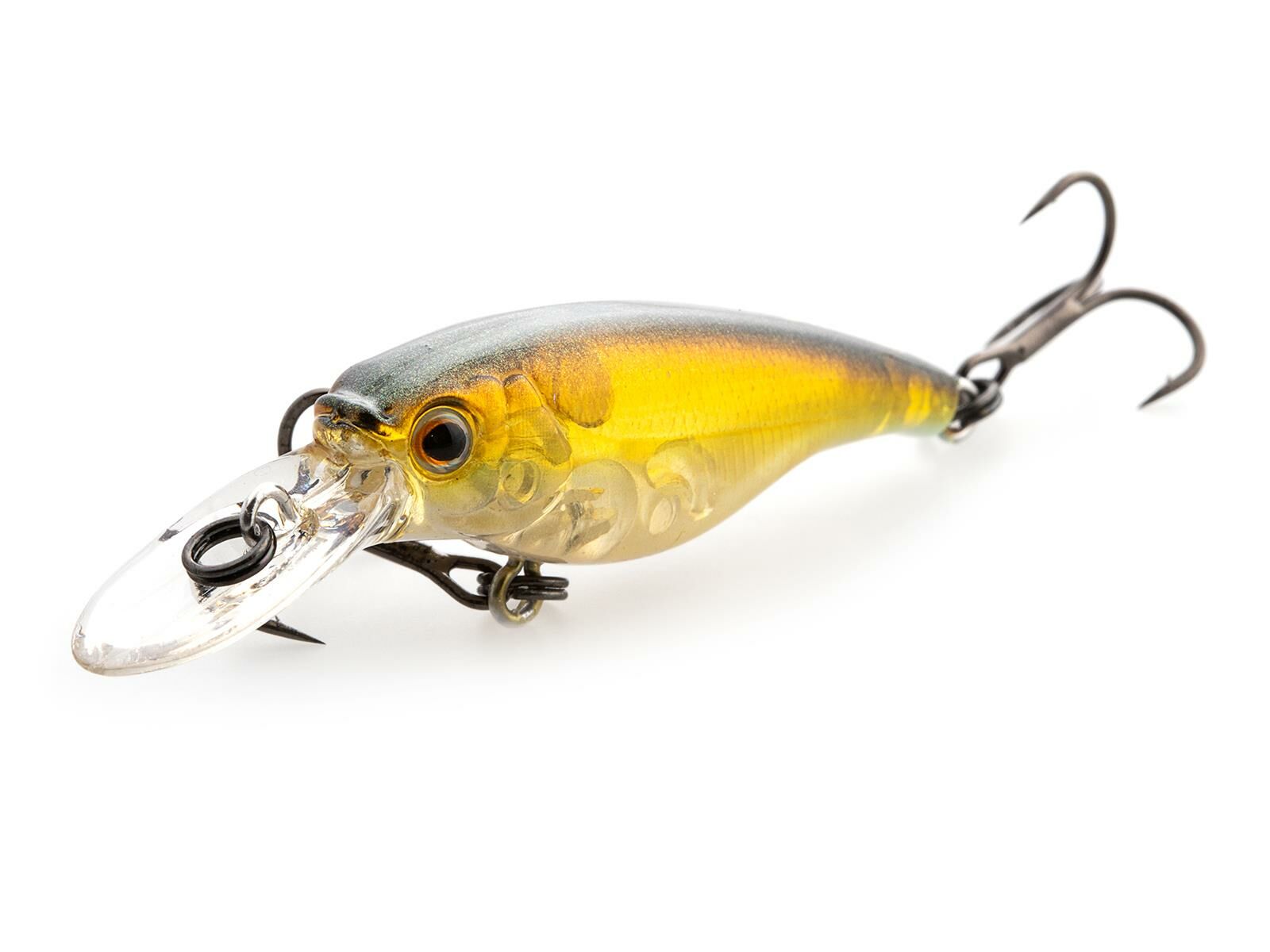 SX 40F (302) Gold Shiner