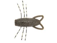 1.6&quot; Insecter - Black