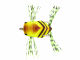 37 mm Semi Frog (#17) Light Honey Bee
