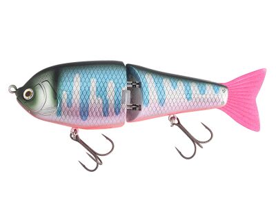 (423) Real Oikawa Red Belly